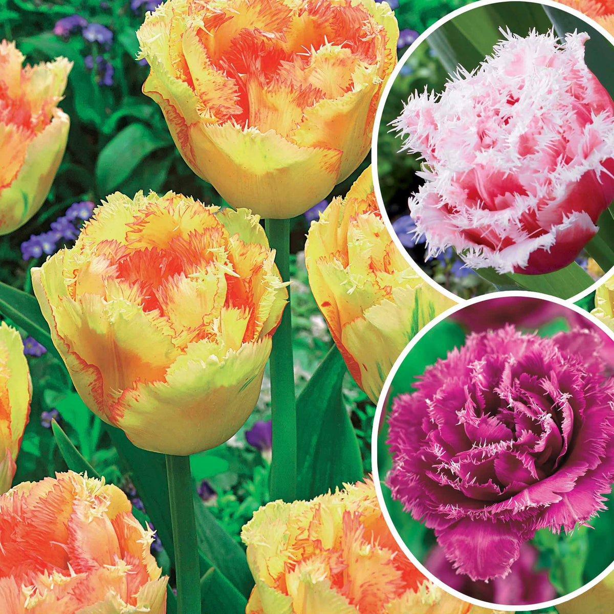 Gefranjerde Tulpen collectie: 'Queensland' + 'Mascotte' + 'Vaya con Dio' (x15) - Bakker