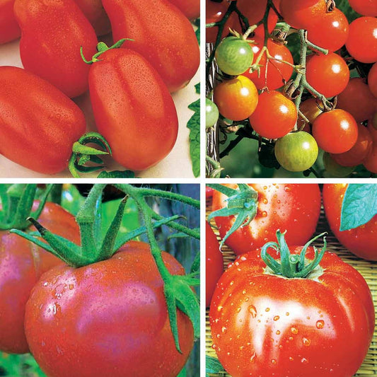 Collectie tomaten - Collection 4 tomates : Rose de Berne, Roma, Merveille des marchés, Sw - Zaden