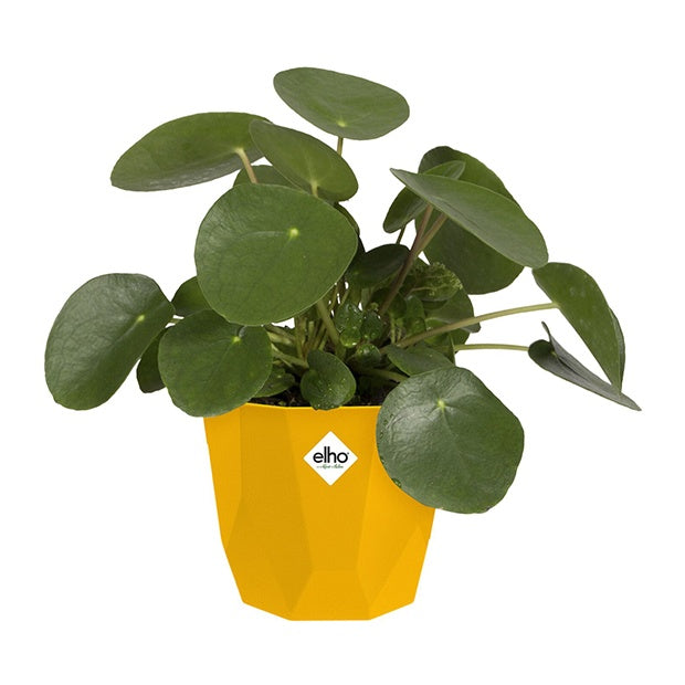 - Elho Bloempot B for rock - oker - Onderhoud en Materiaal