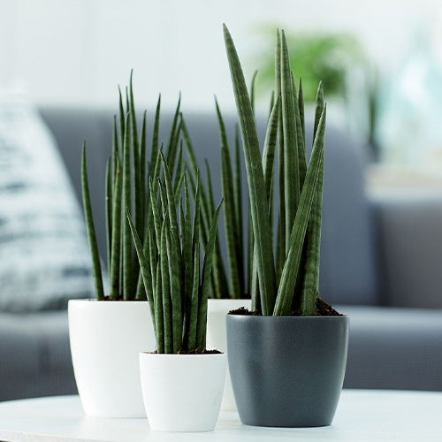 Onderhoud en Materiaal - Elho Bloempot Brussels rond - wit -