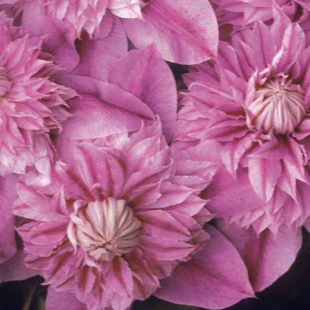 Bosrank 'Josephine' - Clematis josephine - Bakker