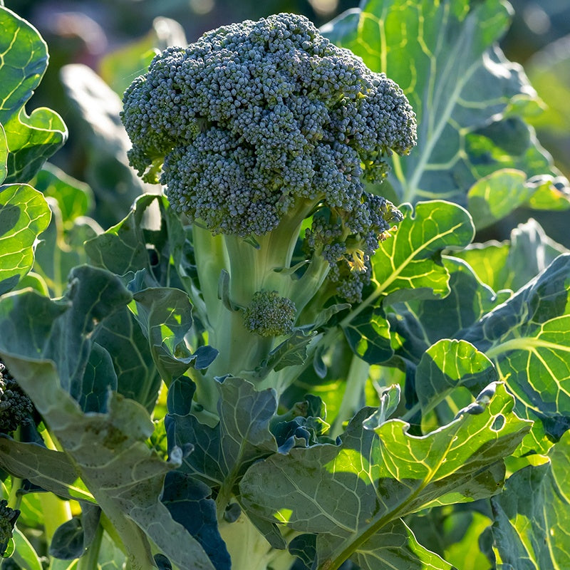 Broccoli Atlantis F - Brassica oleracea atlantis f1 - Bakker