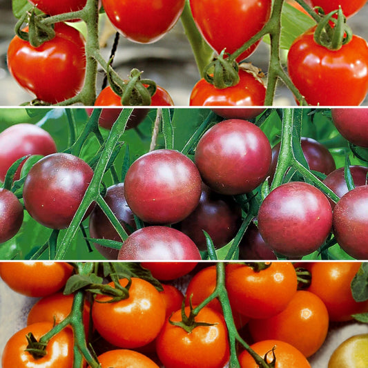 Collectie cherry tomaten - Collection tomates cerises - Moestuin