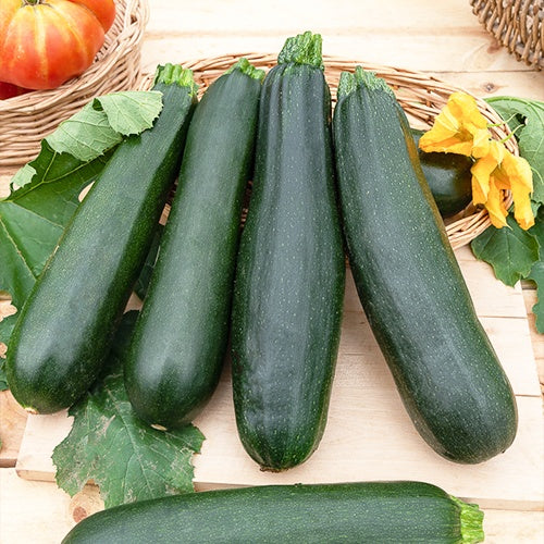 Courgettezaden - Courgette 'Black Beauty' - Cucurbita pepo black beauty