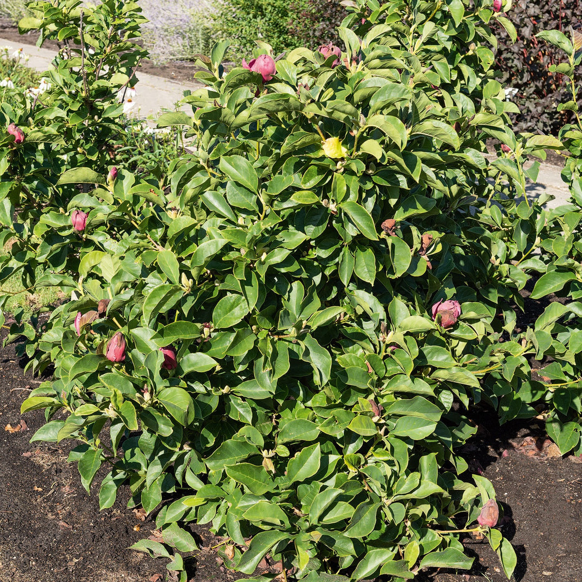 Magnolia 'Genie' - Magnolia - Bakker