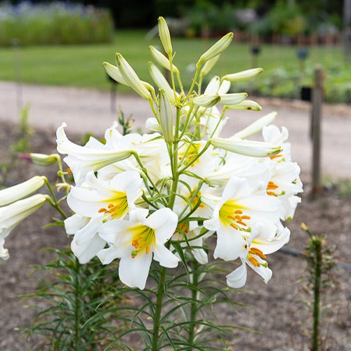 Witte koningslelie (3x)