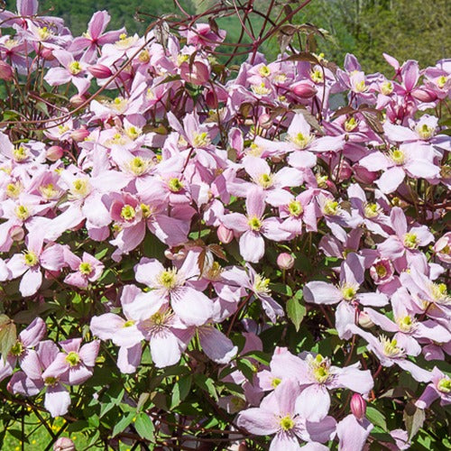 Clematis montana Mayleen - Bosrank 'Mayleen' - Clematis