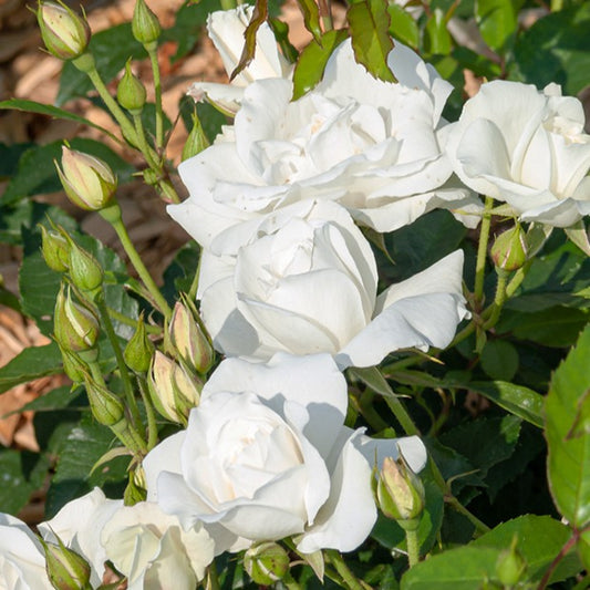 Stamroos 'Korbin' - Rosa korbin - Plantsoort