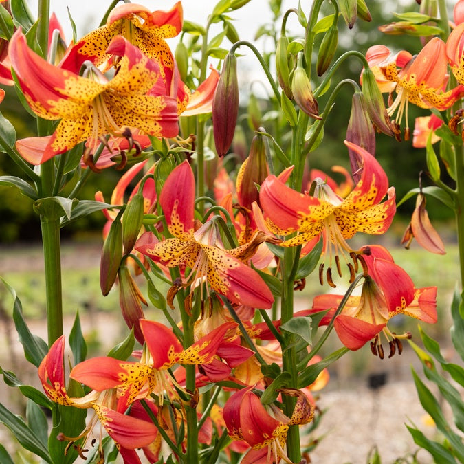 Bloembollen Lelie 'Fusion' - Lilium fusion | Bakker.com