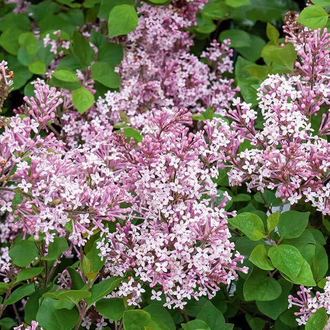 Sering 'Prince Charming' - Syringa microphylla Prince Charming - Bakker