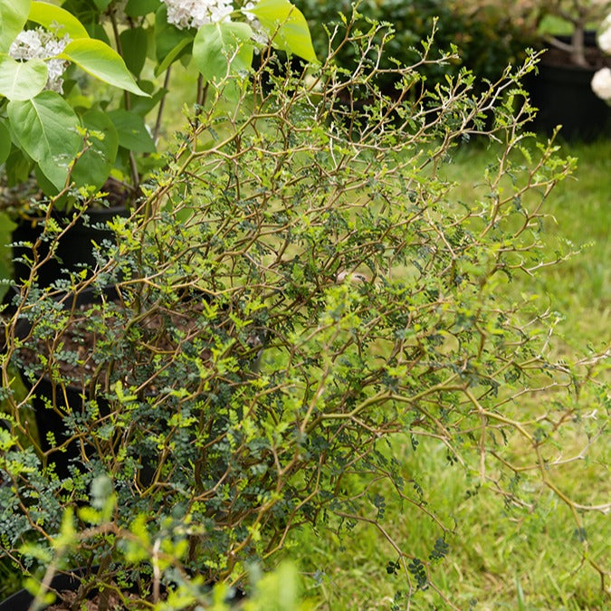 Dwerg Honingboom Little Baby - Sophora prostrata little baby - Bakker
