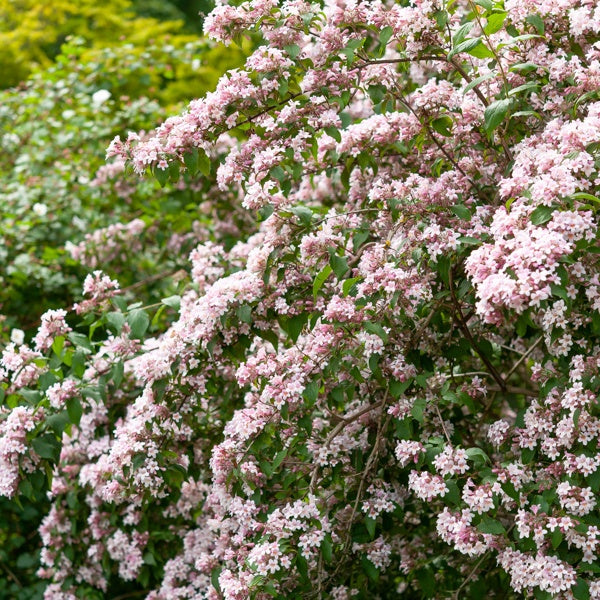 Koninginnestruik - Kolkwitzia amabilis Pink Cloud - Bakker