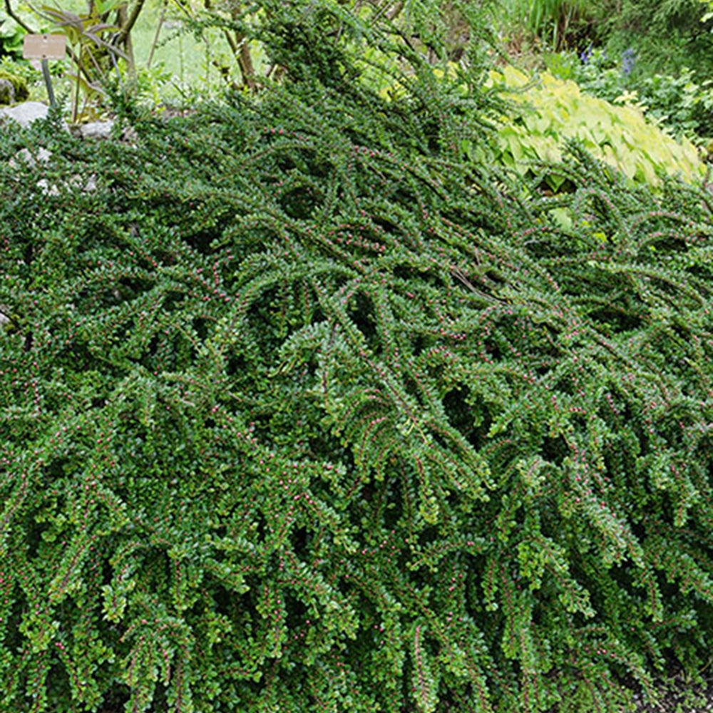 Vlakke dwergmispel - Cotoneaster horizontalis - Bakker