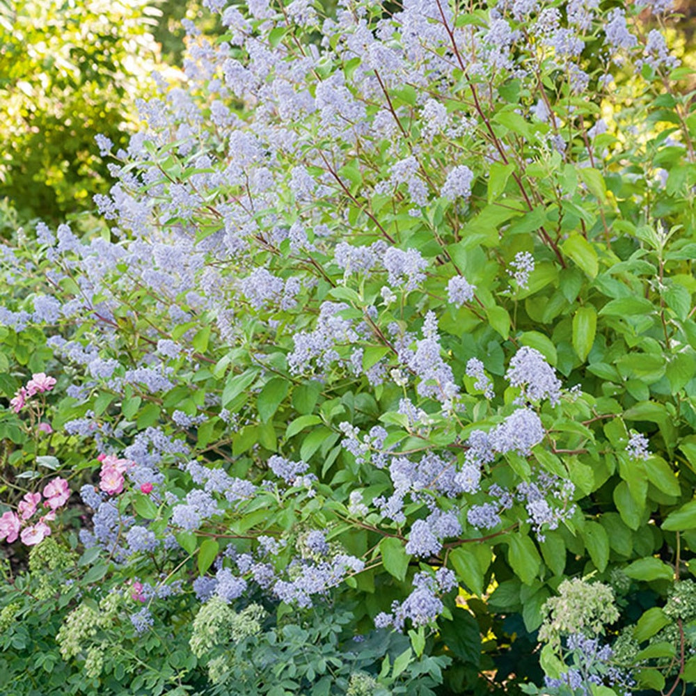 Ceanothus delilianus gloire de versailles - Amerikaanse Syring Gloire de Versailles - Ceanothus - Californische sering