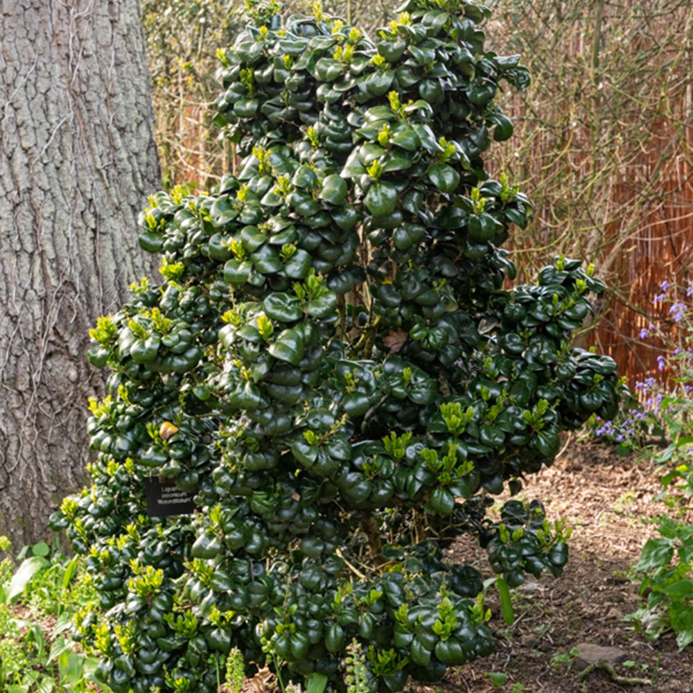 liguster kopen Japanse Liguster - Ligustrum japonicum 'rotundifolium'