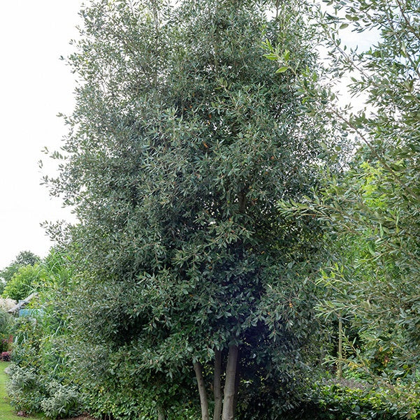 Steeneik - Quercus ilex - Bakker