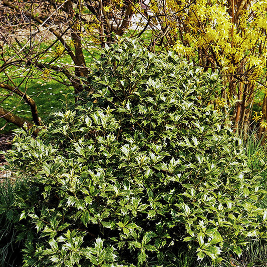 Schijnhulst - Osmanthus heterophyllus - Terras- en balkonplanten