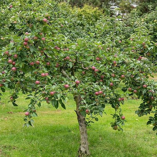Appelboom 'Melrose' - Malus domestica melrose - Fruitbomen