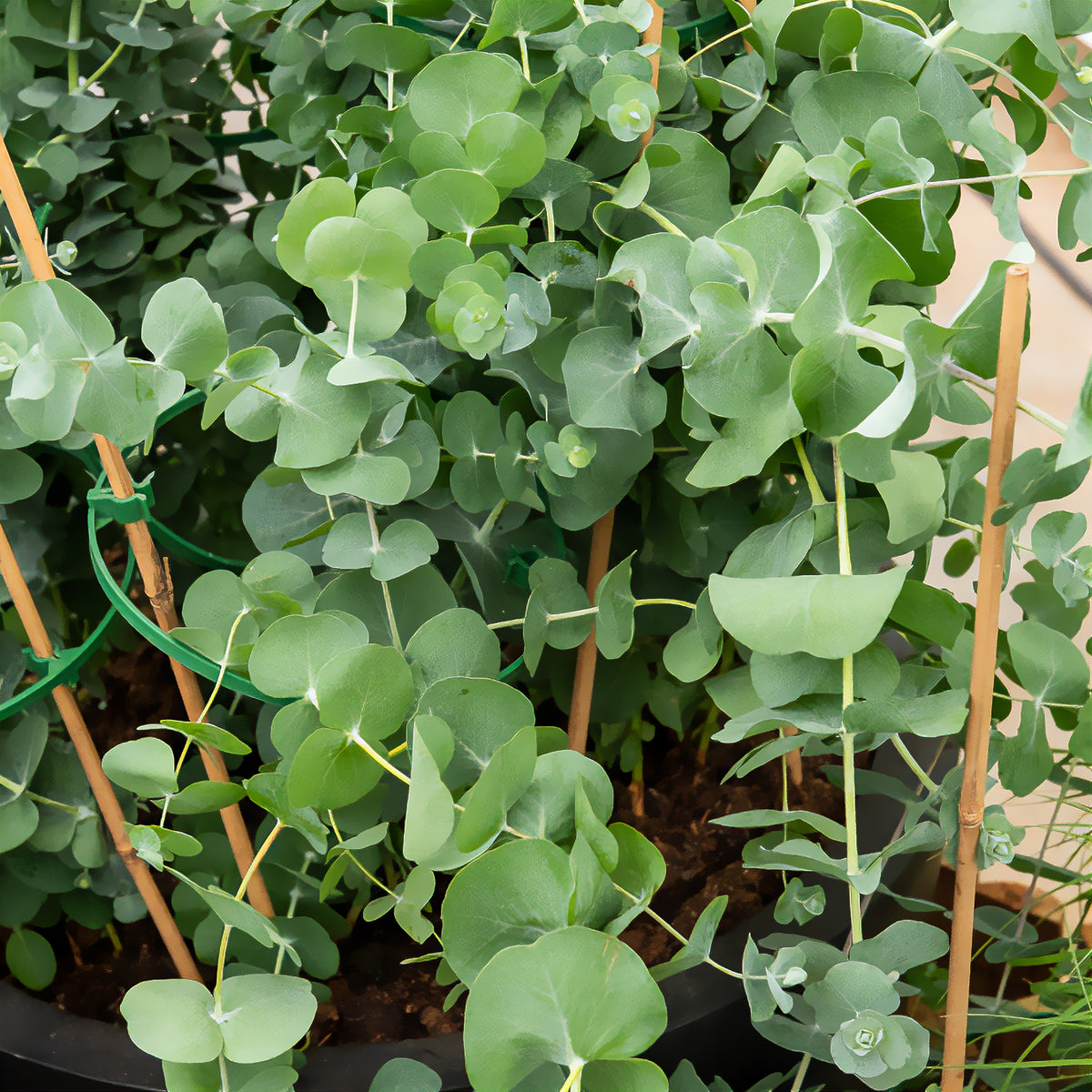 Eucalyptus Silver Dollar - Eucalyptus cinerea Silver Dollar - Bakker