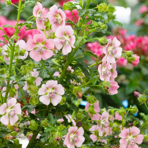 Kaapse Malva - Anisodontea capensis - Bakker