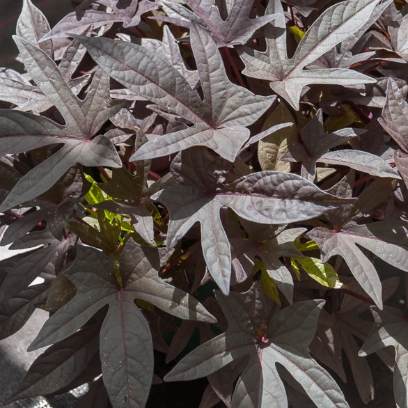 Purpur zoete aardappel (x3) - Ipomoea batatas 'sweet caroline purple' - Bakker