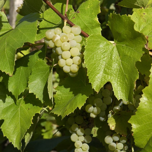 Witte Druif Bianca - Bakker