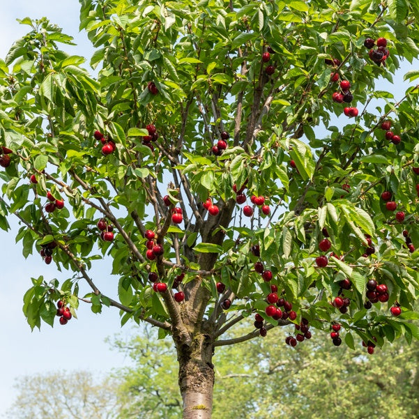 Zoete kers 'Hedelfingen' - Prunus avium 'hedelfingen' - Fruitbomen