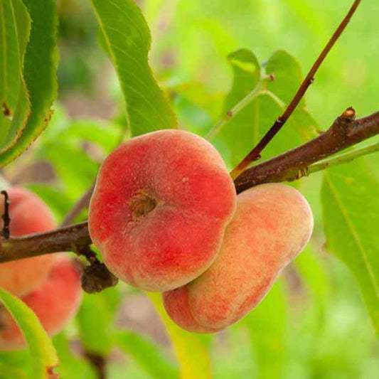 Perzik 'Platycarpa' - Prunus persica 'platycarpa' - Fruit