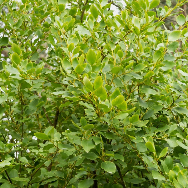 Griselinia littoralis 'Redge' (x3) - Griselinia littoralis 'redge' - Bakker