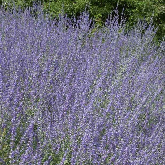 Russische salie 'Little Spire' - Perovskia atriplicifolia 'little spire' - Tuinplanten