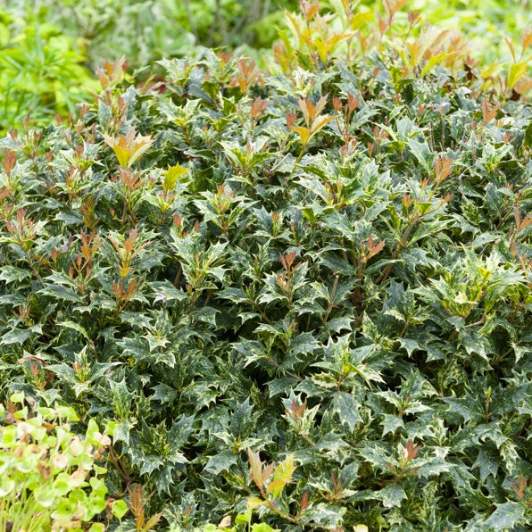 Schijnhulst 'Goshiki' - Osmanthus heterophyllus goshiki - Terras- en balkonplanten