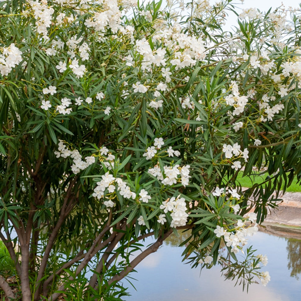 Nerium oleander white - Witte Oleander - Bloeiende heesters
