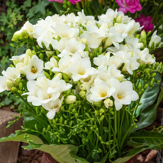 Enkele Witte Freesia - Bakker