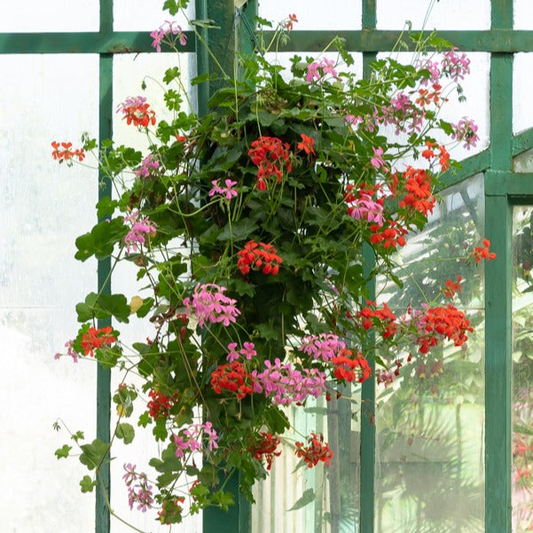 Hanggeranium - Pelargonium peltatum - Bakker