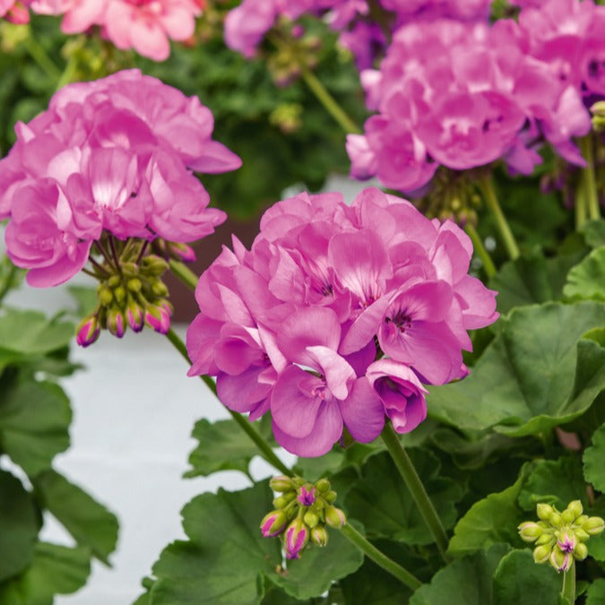 Geranium - paars - Bakker