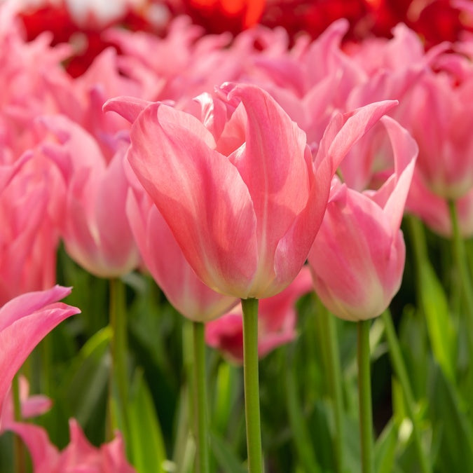 Tulpen Pretty Love (x7) - Bakker