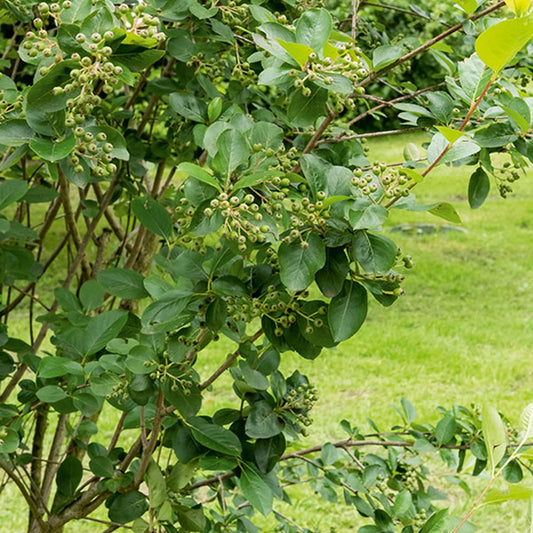 Zwarte appelbes - Aronia melanocarpa - Heesters en vaste planten