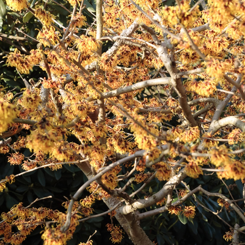 Orange Beauty' Chinese toverhazelaar - Hamamelis intermedia Orange Beauty - Bakker