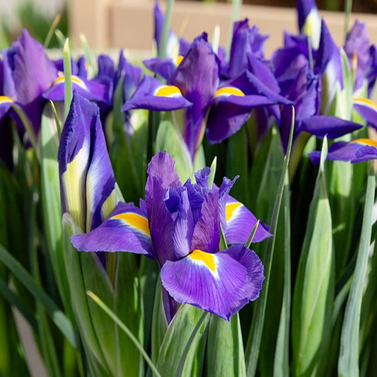 Hollandse Iris Purple Sensation - Bakker