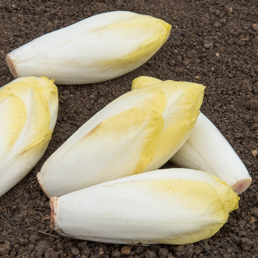 Witlof Bingo F - Bakker