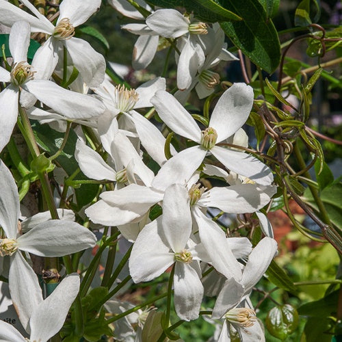 Bosrank 'Snowdrift' - Clematis armandii 'snowdrift' - Bakker