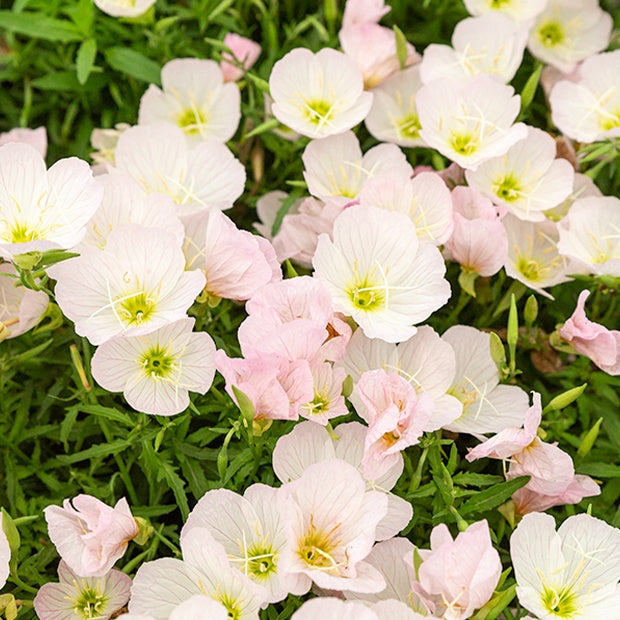 Teunisbloem 'Siskiyou Pink' (x2) wit - Oenothera siskiyou pink - Bakker