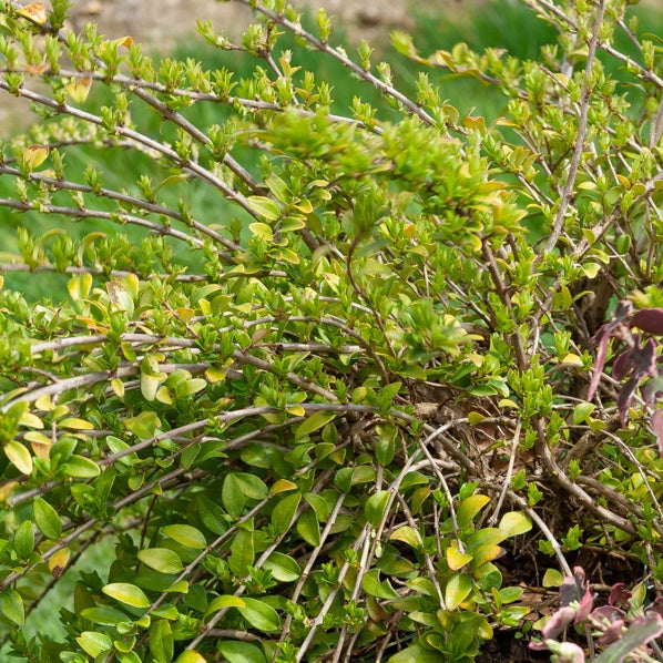Haagheesters - Struikkamperfoelie 'Maigrun' - Lonicera nitida Maigruen