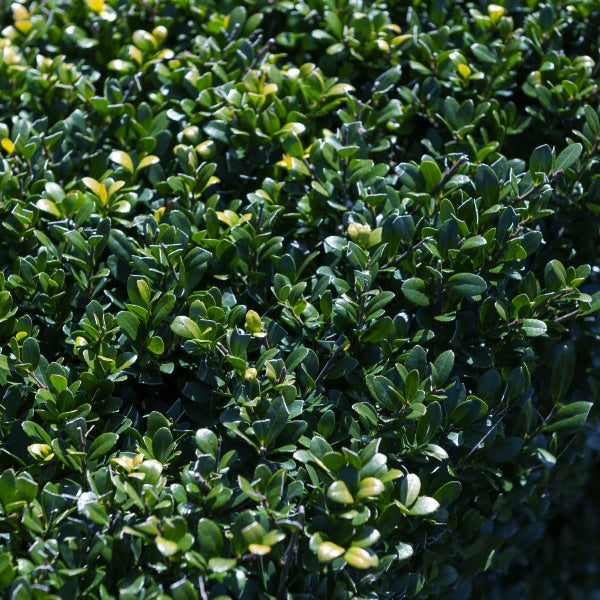 Japanse hulst - Ilex crenata Dark Green - Bakker