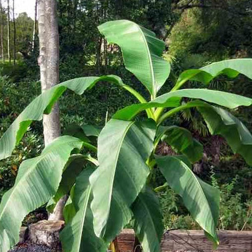 Vruchtbanaan Dajiao - Bakker