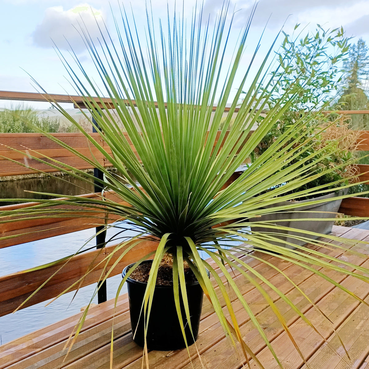 Nolina nelsonii - Blauw beregras - Balkon- en terrasplanten