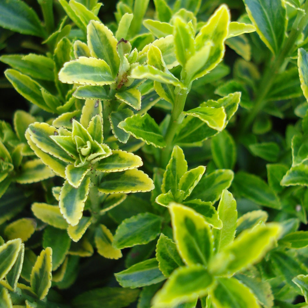 Japanse kardinaalsmuts 'Microphyllus Aureovariegatus' - Euonymus japonicus microphyllus Aureovariegatus - Bakker