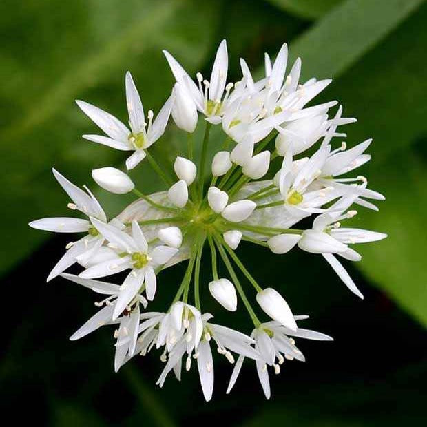 Knoflook - Daslook - Allium ursinum