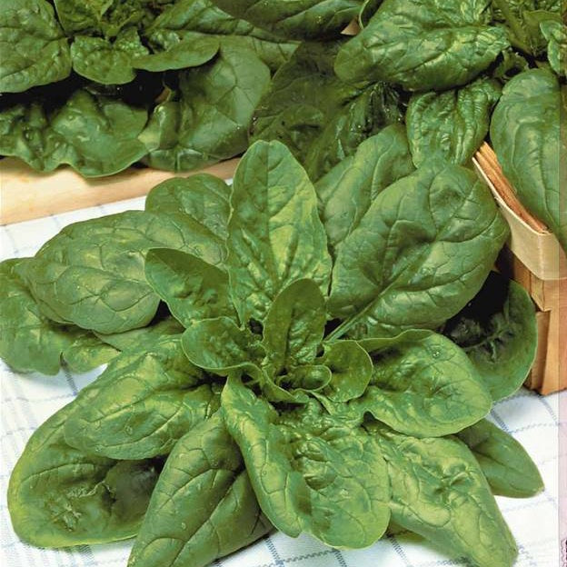 Spinacia - Spinazie - Winterspinazie - BIO - Epinard geant d'hiver