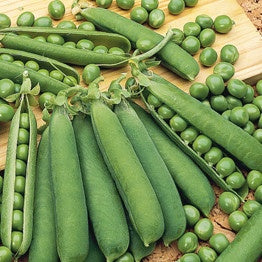 Erwt 'Orion' - Bakker